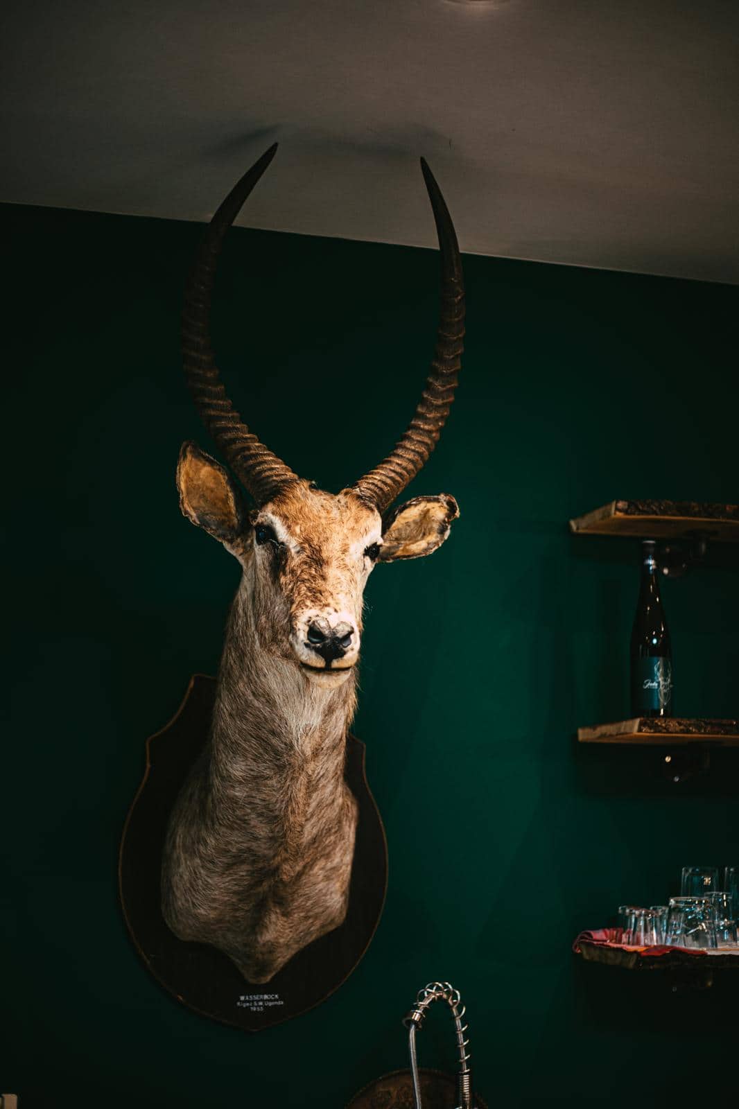 Der Wasserbock. Uganda, 1955. &Auml;lter als jeder Trend.